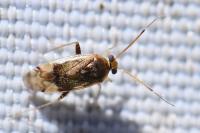 Pinalitus cervinus