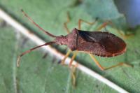 Gonocerus acuteangulatus