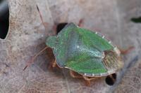 Palomena prasina