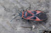 Arocatus roeselii