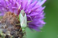 Adelphocoris quadripunctatus