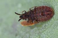 Aradus cinnamomeus