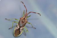 Gonocerus juniperi