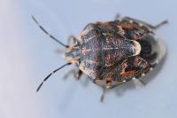 Holcogaster fibulata