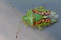 Cyphostethus tristriatus