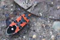 Lygaeus equestris