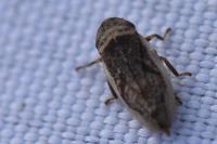 Philaenus spumarius