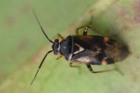 Orthops