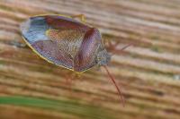 Piezodorus lituratus