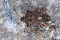Carpocoris purpureipennis