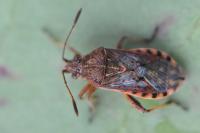 Stictopleurus abutilon