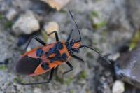 Corizus hyoscyami