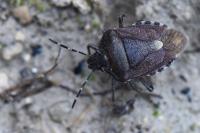 Dolycoris baccarum