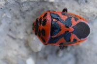 Eurydema ornata