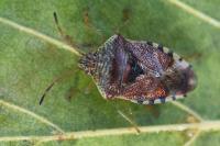 Elasmucha grisea