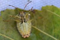 Elasmucha grisea