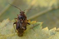 Lygus pratensis