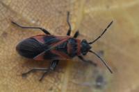 Arocatus roeselii