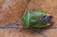 Elasmostethus minor