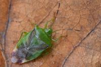 Elasmostethus minor