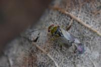 Pinalitus cervinus