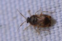 Deraeocoris lutescens