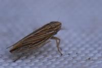 Mocydia crocea