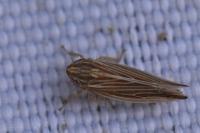 Mocydia crocea