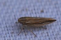 Mocydia crocea