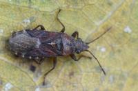 Orsillus depressus