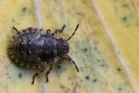 Pentatoma rufipes