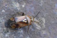 Lygus pratensis