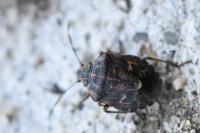 Holcogaster fibulata