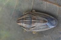 Aelia acuminata