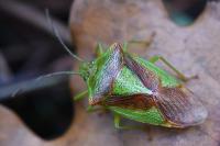 Acanthosoma haemorrhoidale