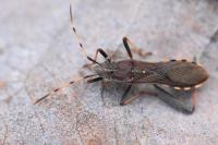 Camptopus lateralis