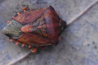 Carpocoris purpureipennis