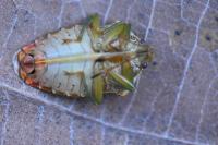 Elasmucha grisea