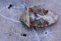 Elasmucha grisea