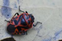 Eurydema ornata