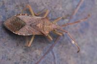 Gonocerus acuteangulatus