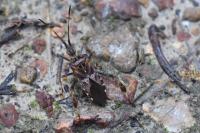 Leptoglossus occidentalis