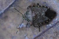 Troilus luridus
