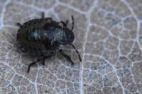 Pentatoma rufipes