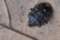 Holcogaster fibulata