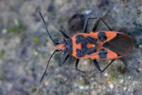 Corizus hyoscyami