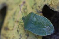 Nezara viridula