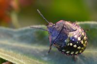 Nezara viridula