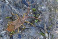 Gonocerus acuteangulatus