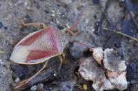 Piezodorus lituratus
